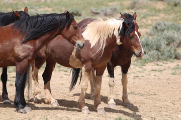 Obraz premium Wild Mustangs of McCullough Peaks Wyoming