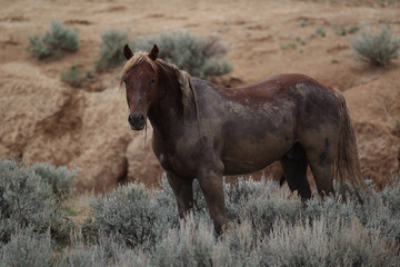 Obraz premium Wild Mustangs of McCullough Peaks Wyoming