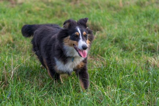 Shetland Sheepdog