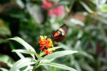Butterfly macro photography close up.