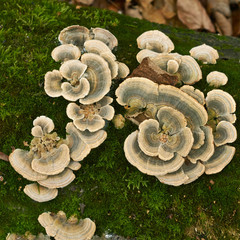 Bizarre mushrooms on an  dry tree.