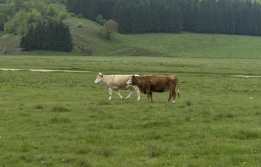 Naklejka na ściany i meble Cows and farm animals grazing in the meadow