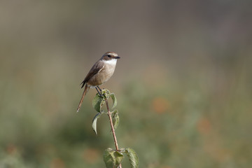 Grey bush chat