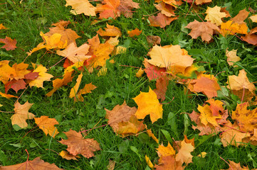 Background grass and maple fallen leaves.