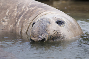 Elephant seal, Patagonia Argentina