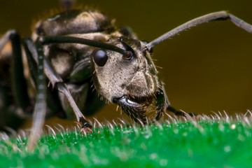 close-up of Male Worker Golden Weaver Ant (Polyrhachis dives) with three Ocelli, the simple eyes on its head, crawling on a leaf