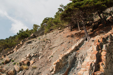 The trees growing on the slope of the rock. Russia.