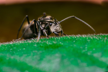 Male Worker Golden Weaver Ant (Polyrhachis dives) with three Ocelli, the simple eyes on its head, crawling on a leaf