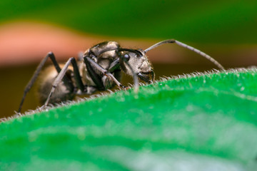 Male Worker Golden Weaver Ant (Polyrhachis dives) with three Ocelli, the simple eyes on its head, crawling on a leaf