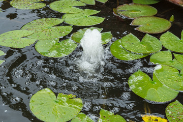 Naturteich, Gartenteich mit Seerosenblätter und Wasserfontäne © JFsPic