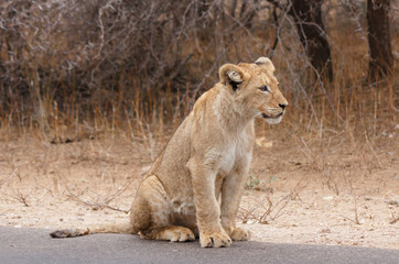 Fototapeta na wymiar Lion cub waiting for mom