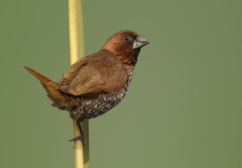 Spotted munia on perch with green background