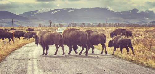 Retro toned herd of American bison crossing road.