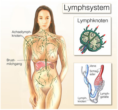 Lymphsystem.Lymphknoten