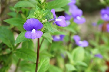 .Purple Brazilian snapdragon beautiful flowers  