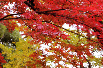 Maple leaves was changed color in autumn