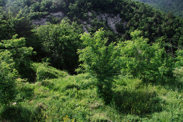 Fototapeta na wymiar Trees, shrubs, herbs in the mountains. Russia, Gelendzhik.