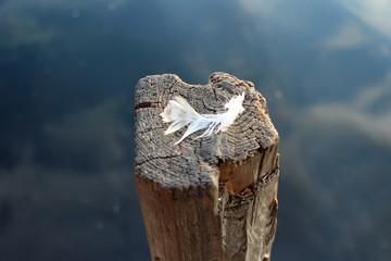Peaceful feather on the wooden stick stand in the water