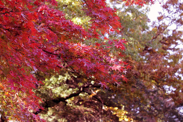 Maple leaves was changed color in autumn