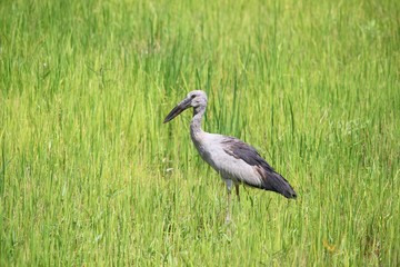 Fototapeta premium Stork select focus with shallow depth of field, in green cornfie