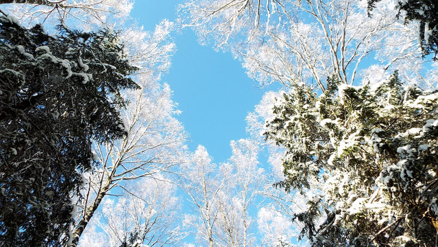 Fototapeta Sky in the woods