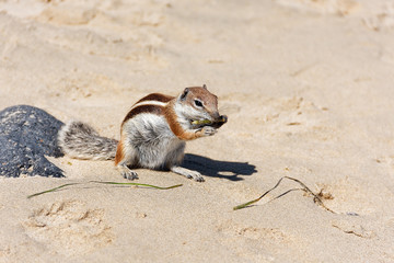 Barbary Ground Squirrel eating seaweed on a beach in Jandia, Fuerteventura.