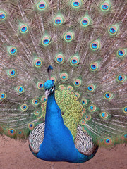 Obraz premium His Majesty the peacock