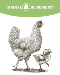 Fototapeta na wymiar chicken breeding. animal husbandry. livestock