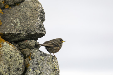 Sparrow on the rock