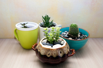 Obraz na płótnie Canvas succulents in ceramic pots