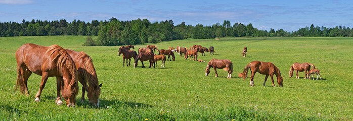 The Russian trotters herd in pasture. - 128865717