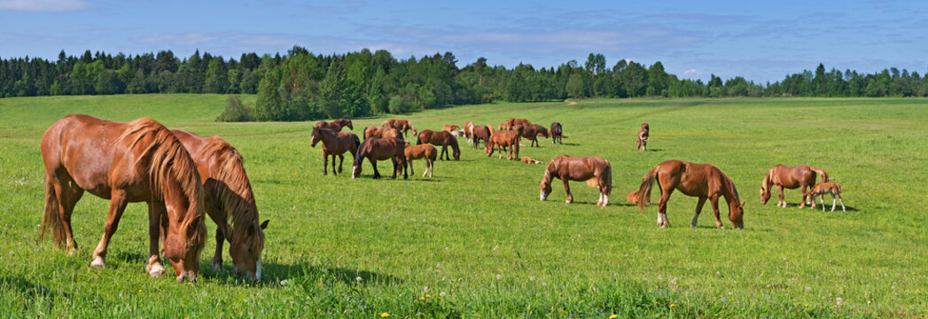 Fototapeta The Russian trotters herd in pasture.