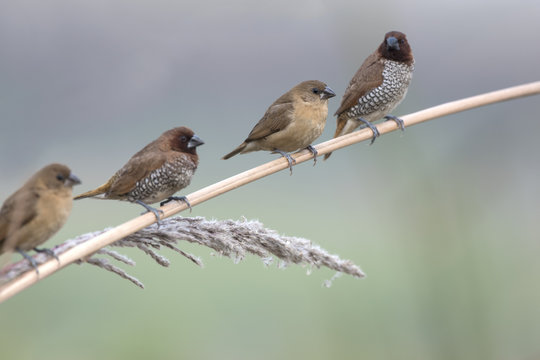 Flock of Spotted Munia
