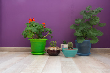 house plants on a violet background wall