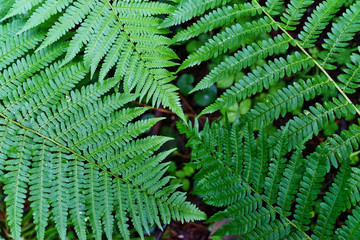 Fototapeta na wymiar Forest fern wet leaves closeup.