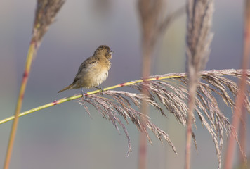 Scaly-breasted Munia at perch in morning