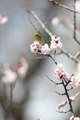 メジロ、スズメ科、メジロ科、メジロ属