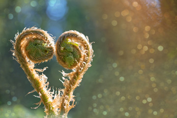 Two young escape of fern in shape of  heart.