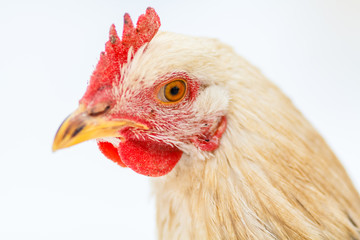 Голова рыжей курочки крупным планом