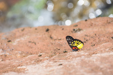 Jezebel butterfly