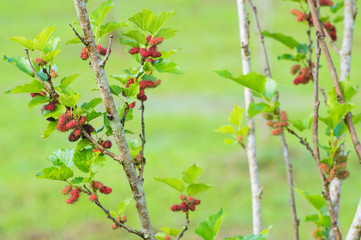 Berry