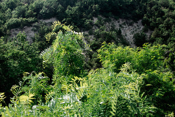 Trees, shrubs, herbs in the mountains. Russia, Gelendzhik.