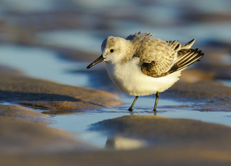  Portrait of adult sanderling (Calidris alba) in winter dress, Portugal