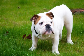 English bulldog puppy