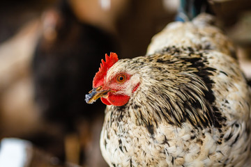 Серый молодой петух крупным планом