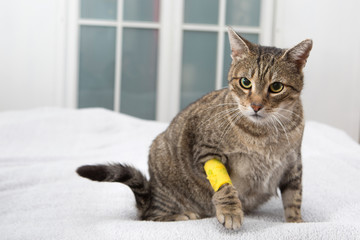 Fototapeta na wymiar sick cat with bandage, cat in bed