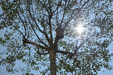 Birdhouse in a tree top with sunlight in background