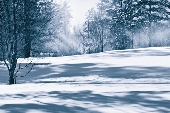 Fototapeta The monochrome landscape tinted in blue color. Winter forest in