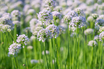 Ornamental onion flowers