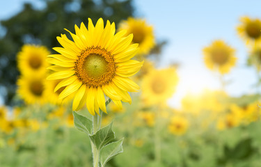 sunflower flower on blue sky background
